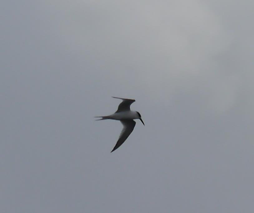 Garrucho nel muelle Lluanco