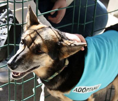 PATTY la compañera ideal‏.