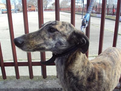 Dos galguitas amenazadas de muerte o de ser dadas a un gitano! (Madrid)