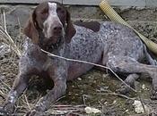 Perdida braco alemán arroyo servan (badajoz)