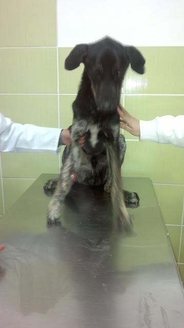 ROKO, cruce de pastor ¡TIRADO CON PATA ROTA Y HUESO POR FUERA, MUCHA FEIBRE Y ESQUELETICO!! BRENES (SEVILLA)