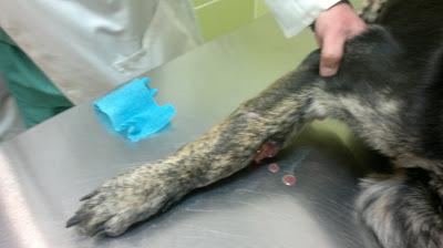 ROKO, cruce de pastor ¡TIRADO CON PATA ROTA Y HUESO POR FUERA, MUCHA FEIBRE Y ESQUELETICO!! BRENES (SEVILLA)