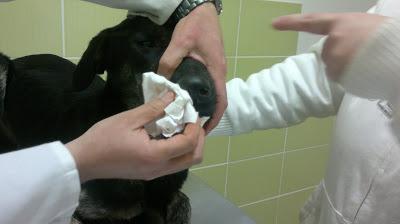 ROKO, cruce de pastor ¡TIRADO CON PATA ROTA Y HUESO POR FUERA, MUCHA FEIBRE Y ESQUELETICO!! BRENES (SEVILLA)