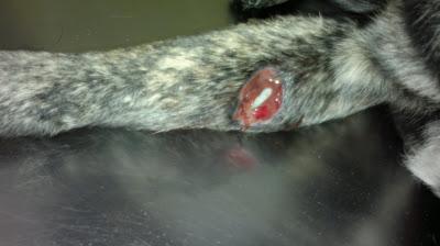 ROKO, cruce de pastor ¡TIRADO CON PATA ROTA Y HUESO POR FUERA, MUCHA FEIBRE Y ESQUELETICO!! BRENES (SEVILLA)