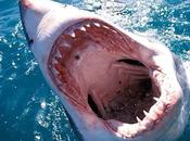 reputación tiburones como 'devoradores hombres' injusta