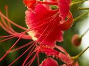 Líneas Rojas, Santhiago Kantos