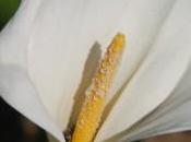 Viviendo desde interior… (ii)