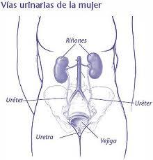 Que es la Pielonefritis, cuáles son los síntomas y tratamiento