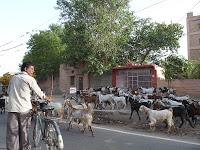 Día 7. Impresionante Jodhpur, la ciudad azul!!