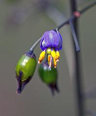 Insuficiencia de acomodación