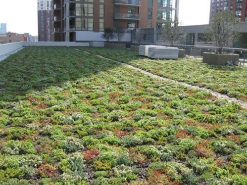 Ejemplo de la vegetación que se planta en los techos verdes