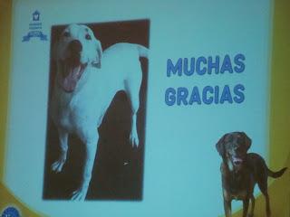 Promueven  adopción de perros y educación sobre bienestar animal en Guadalajara