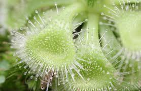 Soluciones naturales para depurar las vías respiratorias