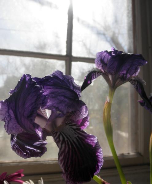 Iris