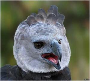 Harpy-eagle