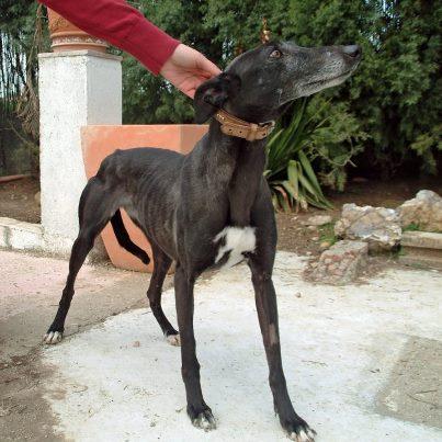 Foto: MAXIMA URGENCIA Y DIFUSIÓN!  MORA SE HA ESCAPADO EN MADRID CENTRO. COMPARTID CON VUESTROS CONTACTOS Y AVISAD A VETERINARIOS DE LA ZONA. TIENE CHIP. ESTÁ A NOMBRE DE TARIFA NATURA. SE ESCAPÓ EL DOMINGO A LAS 21H30 EN LA ESQUINA DE ALMAGRO CON ZURBARÁN PERO AHORA NO SABEMOS DONDE ESTÁ. NADIE LA HA VISTO.  POR FAVOR COMPARTID CON VUESTROS CONTACTOS. Contacto: Marta 629 27 38 48 Pilar 636431660. Hemos puesto denuncia en la policia nacional. Dado aviso a la municipal. El centro de registro de chip también está avisado. Atiende al nombre pero es miedosa. No lleva collar porque se salió de él. Por favor ayuda!