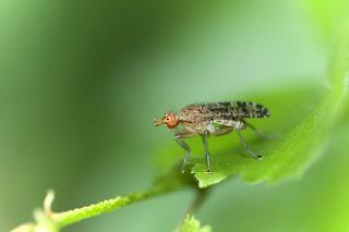 Para ampliar Euthycera chaerophylli (Fabricius, 1798) hacer clic