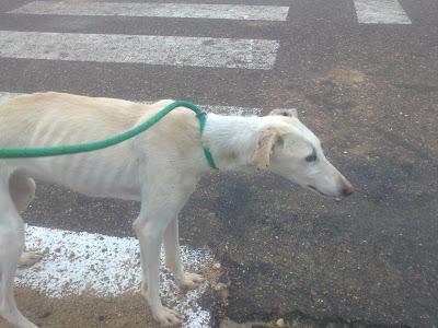 URGENTE!! GALGOS EN LA PERRERA DE BADAJOZ. SACRIFICAN, POR ELLO NECESITAN ADOPCIONES, ACOGIDAS O PROTECTORAS.