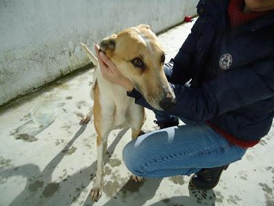 URGENTE!! GALGOS EN LA PERRERA DE BADAJOZ. SACRIFICAN, POR ELLO NECESITAN ADOPCIONES, ACOGIDAS O PROTECTORAS.