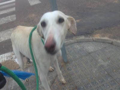 URGENTE!! GALGOS EN LA PERRERA DE BADAJOZ. SACRIFICAN, POR ELLO NECESITAN ADOPCIONES, ACOGIDAS O PROTECTORAS.