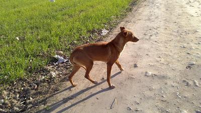 Podenquitos en zona peligrosa coto caza. ACOGIDA, ADOPCIÓN, AYUDA!!