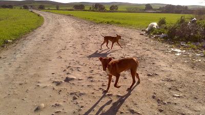 Podenquitos en zona peligrosa coto caza. ACOGIDA, ADOPCIÓN, AYUDA!!