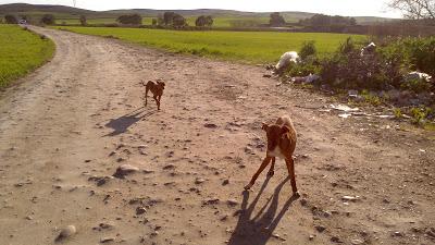 Podenquitos en zona peligrosa coto caza. ACOGIDA, ADOPCIÓN, AYUDA!!