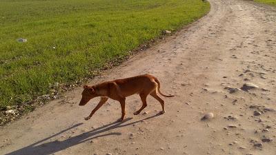 Podenquitos en zona peligrosa coto caza. ACOGIDA, ADOPCIÓN, AYUDA!!