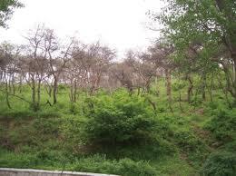 Historias (Parte 4: Vendiendo patas de madera e hierbas)