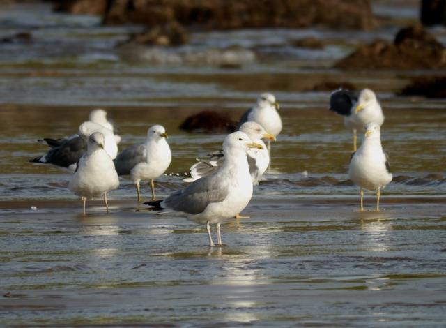 Gaviota cáspica