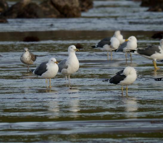 Gaviota cáspica