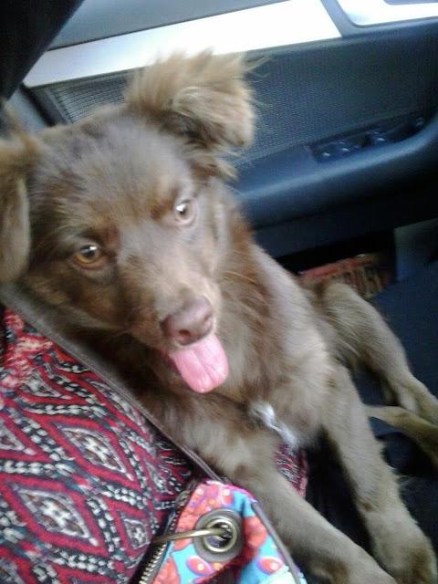 PERROS DESAPARECIDOS EN SANTOMERA, URGENTE!! (MURCIA)