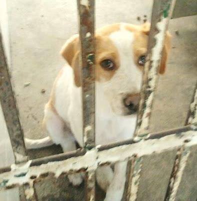 DIANA: en la perrera de Sevilla. Por favor, ayuda para este pobre ángel. Mirar la expresión de sus ojos!!