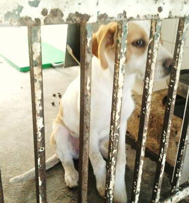 DIANA: en la perrera de Sevilla. Por favor, ayuda para este pobre ángel. Mirar la expresión de sus ojos!!