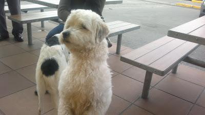CARLO, peluzón balnquito de 1 año abandonado en la calle de Brenes BUSCA HOGAR‏!! (SEVILLA)