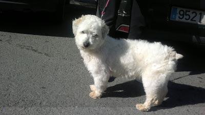 CARLO, peluzón balnquito de 1 año abandonado en la calle de Brenes BUSCA HOGAR‏!! (SEVILLA)