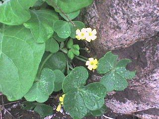 LAS LOMAS DE LÚCUMO: LURÍN, TE QUIERO VERDE
