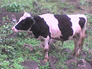 LAS LOMAS DE LÚCUMO: LURÍN, TE QUIERO VERDE