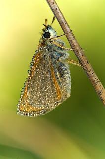 Para ampliar Thymelicus sylvestris (Poda, 1761) hacer clic