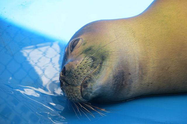 foca monje liberada de un anzuelo