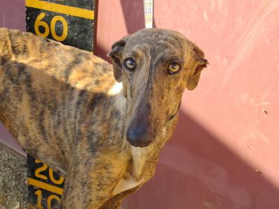 SOLE, GALGA HEMBRA NACIDA EL 10-03-2011, EN BUSCA DE HOGAR.