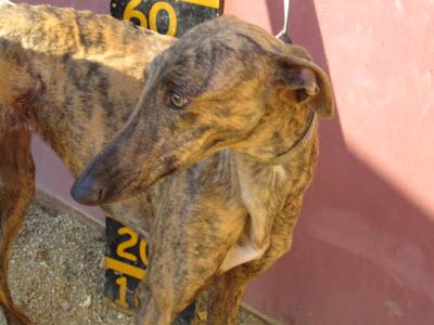 SOLE, GALGA HEMBRA NACIDA EL 10-03-2011, EN BUSCA DE HOGAR.