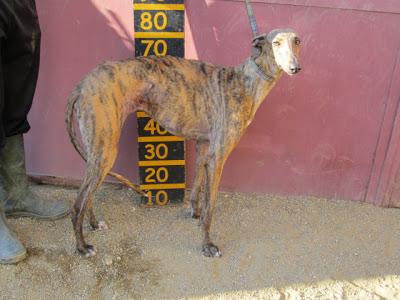 SOLE, GALGA HEMBRA NACIDA EL 10-03-2011, EN BUSCA DE HOGAR.