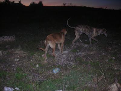 LLAMAMIENTO URGENTE A TODAS LAS PERSONAS QUE ME PUEDAN AYUDAR.CON ESTOS PERROS, ESTAN ABANDONADOS. PUEBLO DE SEVILLA.