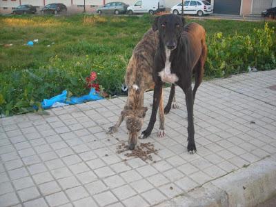 LLAMAMIENTO URGENTE A TODAS LAS PERSONAS QUE ME PUEDAN AYUDAR.CON ESTOS PERROS, ESTAN ABANDONADOS. PUEBLO DE SEVILLA.