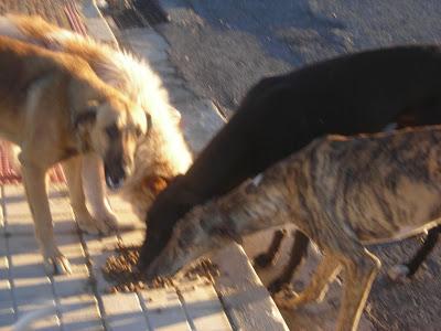 LLAMAMIENTO URGENTE A TODAS LAS PERSONAS QUE ME PUEDAN AYUDAR.CON ESTOS PERROS, ESTAN ABANDONADOS. PUEBLO DE SEVILLA.