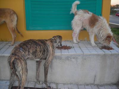 LLAMAMIENTO URGENTE A TODAS LAS PERSONAS QUE ME PUEDAN AYUDAR.CON ESTOS PERROS, ESTAN ABANDONADOS. PUEBLO DE SEVILLA.