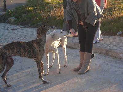 LLAMAMIENTO URGENTE A TODAS LAS PERSONAS QUE ME PUEDAN AYUDAR.CON ESTOS PERROS, ESTAN ABANDONADOS. PUEBLO DE SEVILLA.