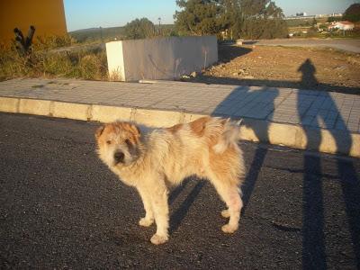 LLAMAMIENTO URGENTE A TODAS LAS PERSONAS QUE ME PUEDAN AYUDAR.CON ESTOS PERROS, ESTAN ABANDONADOS. PUEBLO DE SEVILLA.