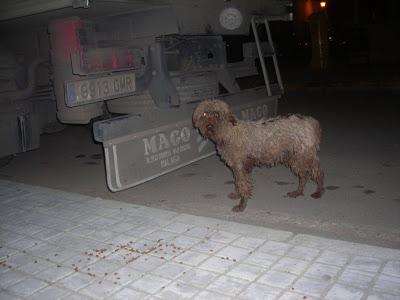 LLAMAMIENTO URGENTE A TODAS LAS PERSONAS QUE ME PUEDAN AYUDAR.CON ESTOS PERROS, ESTAN ABANDONADOS. PUEBLO DE SEVILLA.
